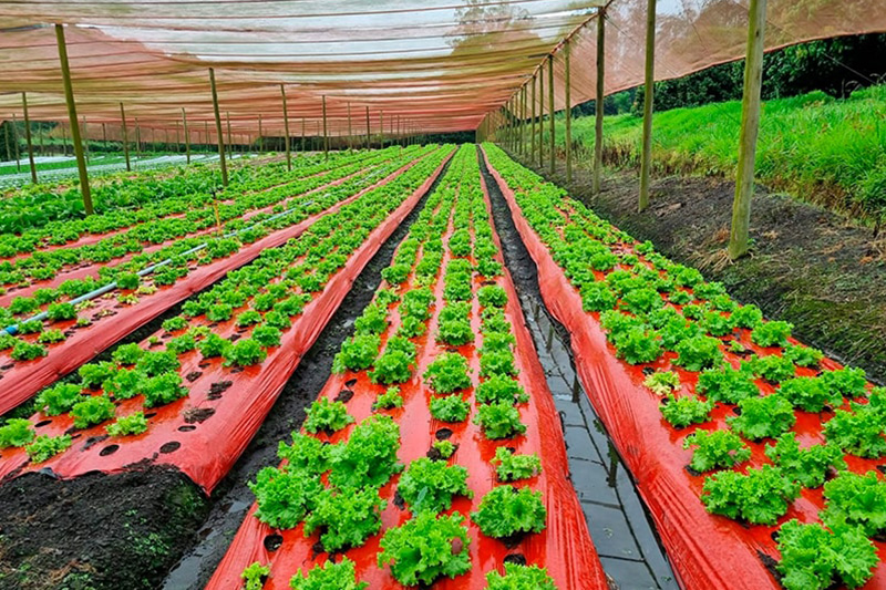 Plástico mulching branco e vermelho