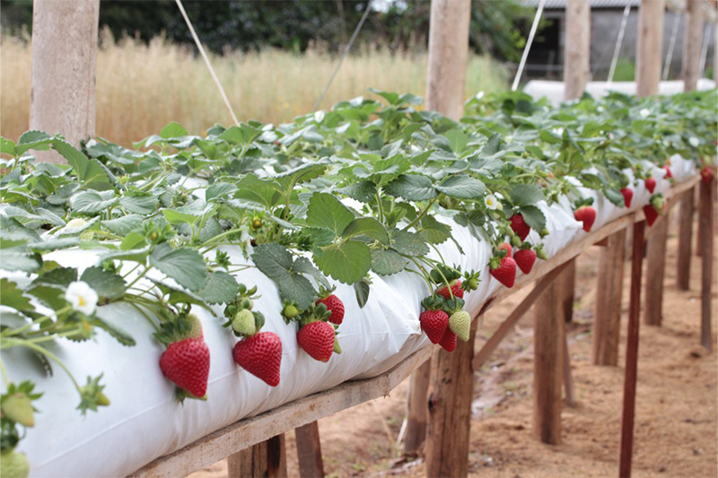 Saco Slab para Cultivo Protegido